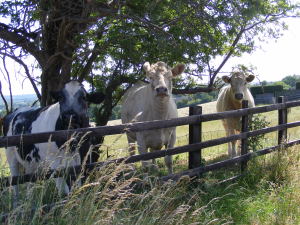 Cows in a field