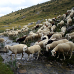 Flock of sheep